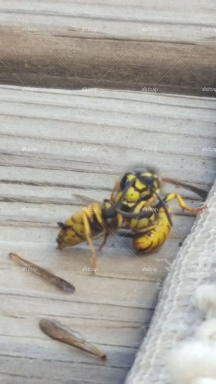 Wood, Nature, Wooden, Insect, Animal