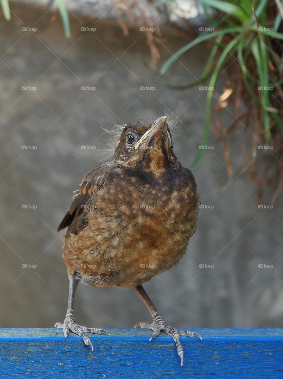 Blackbird fledgling