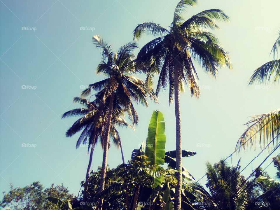 This is the National Tree of the Philippines. "Niyog" or in English term Coconut. I love this picture with the banana leaves and great sky.