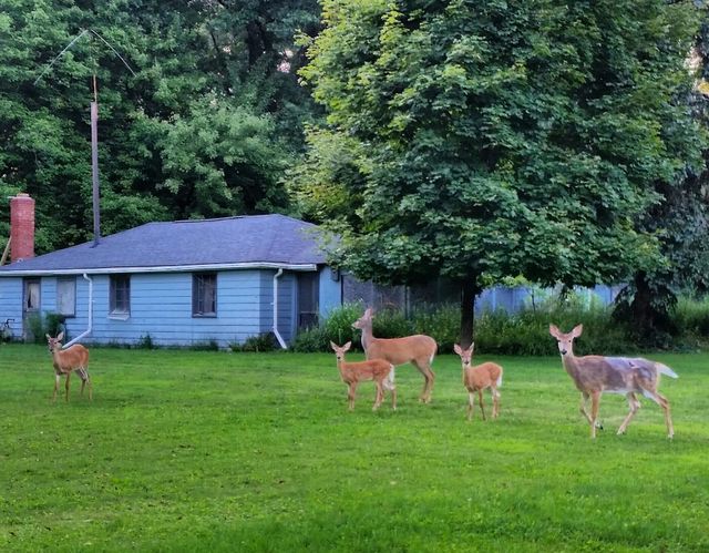 Deer Family . Saw this lovely deer family while in the woods in Stow ohio!