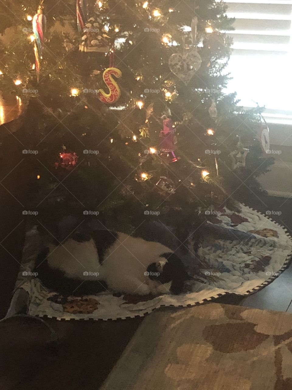 Tuckered out after helping decorate