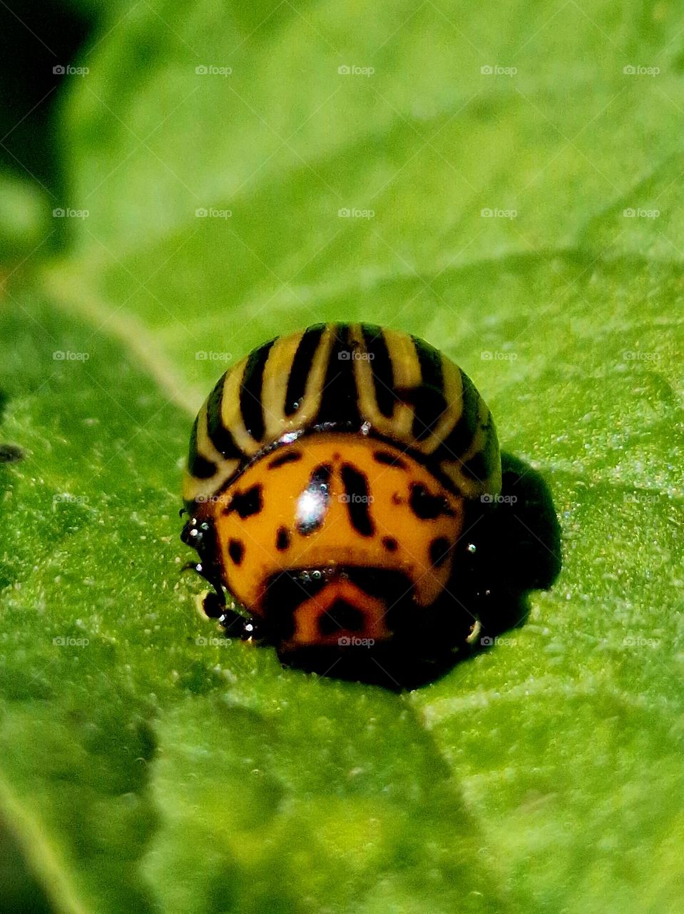 ladybug on leaf