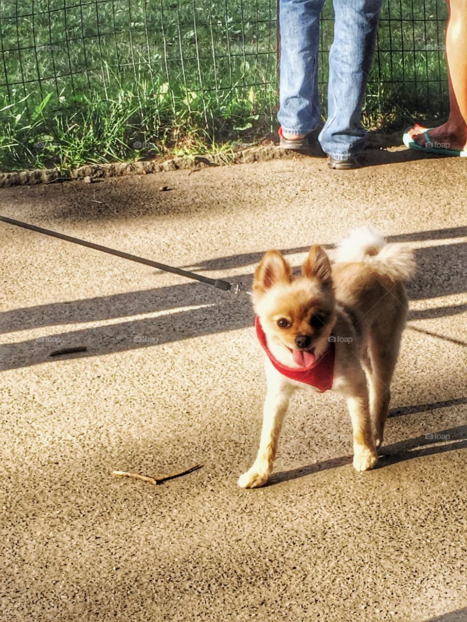 Dog Walk. A dog being walked 