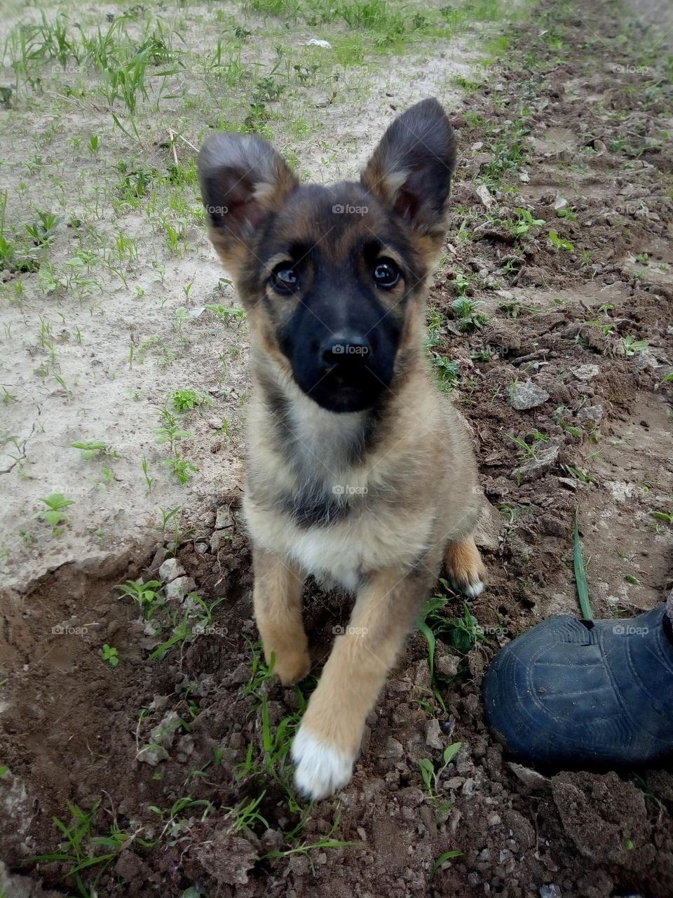 Portrait of a domestic village dog