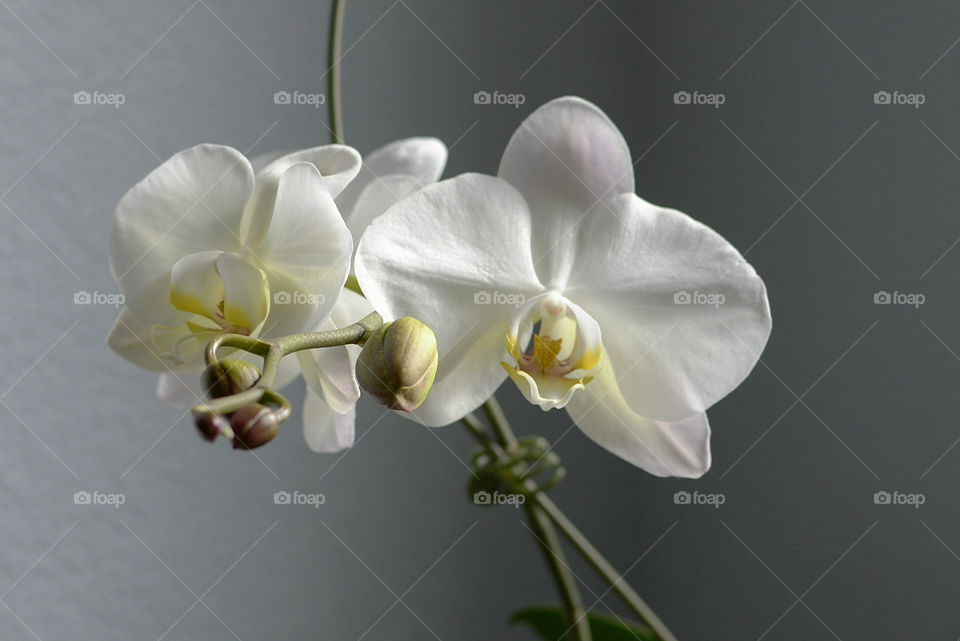 Theresa's Orchid