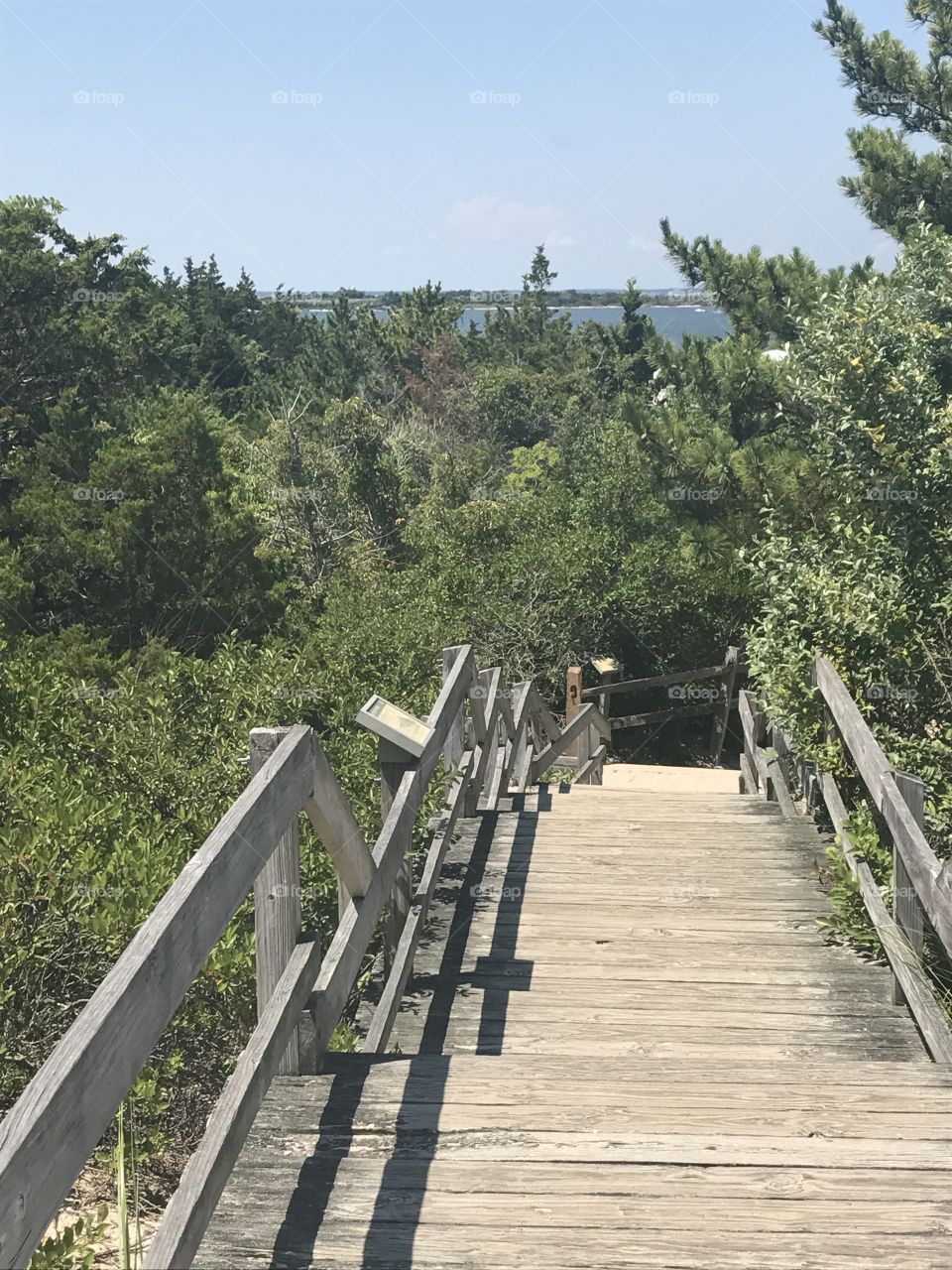 Tree, Wood, Bridge, Nature, Travel
