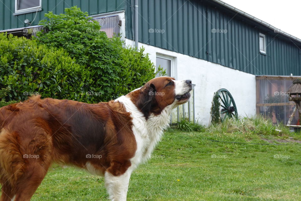 Bernese mountain dog mix 