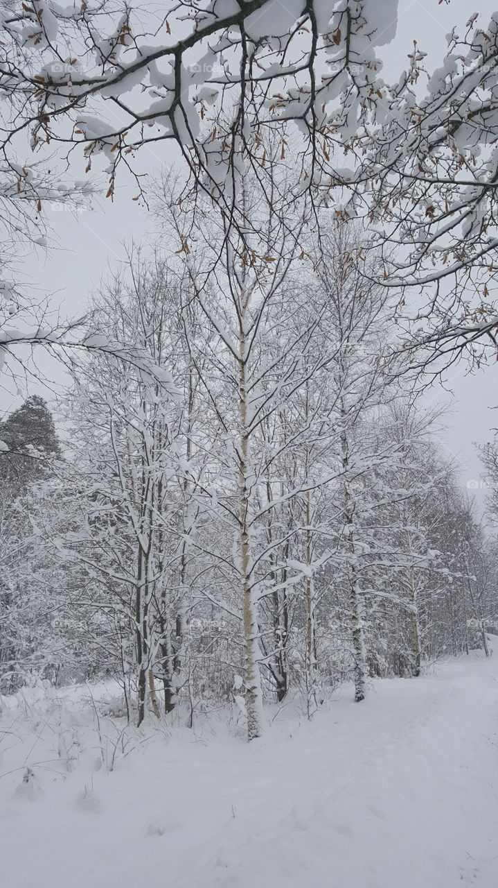 snowy trees