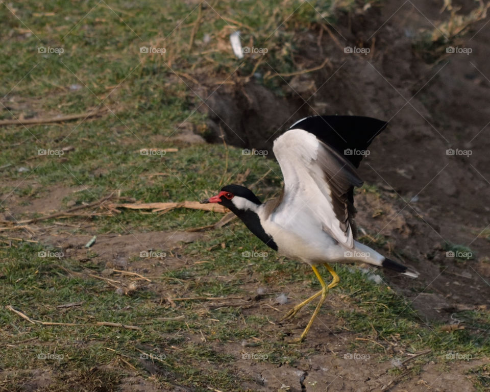 Red Wattled Lapwing