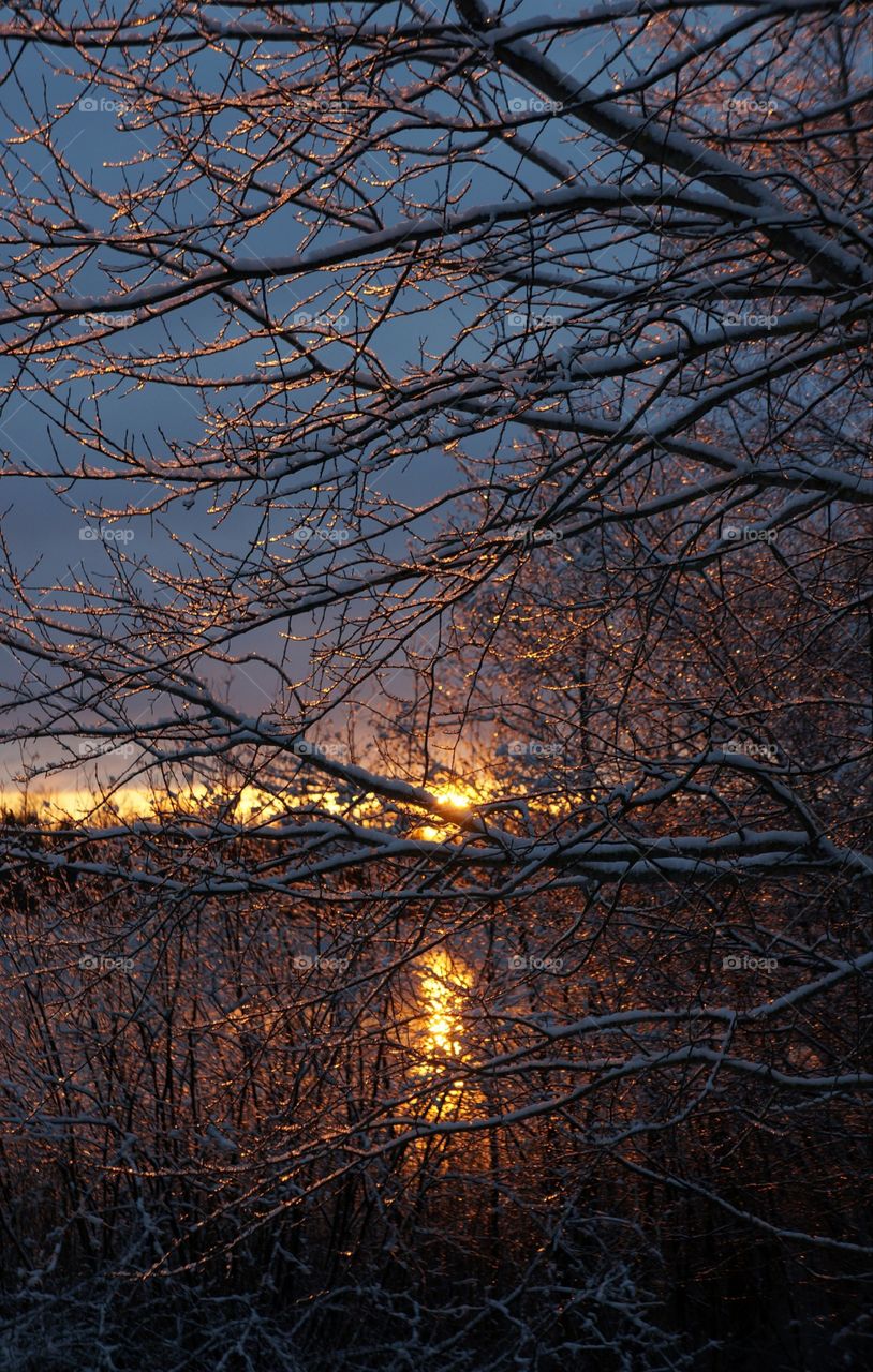Sun through snowy branches