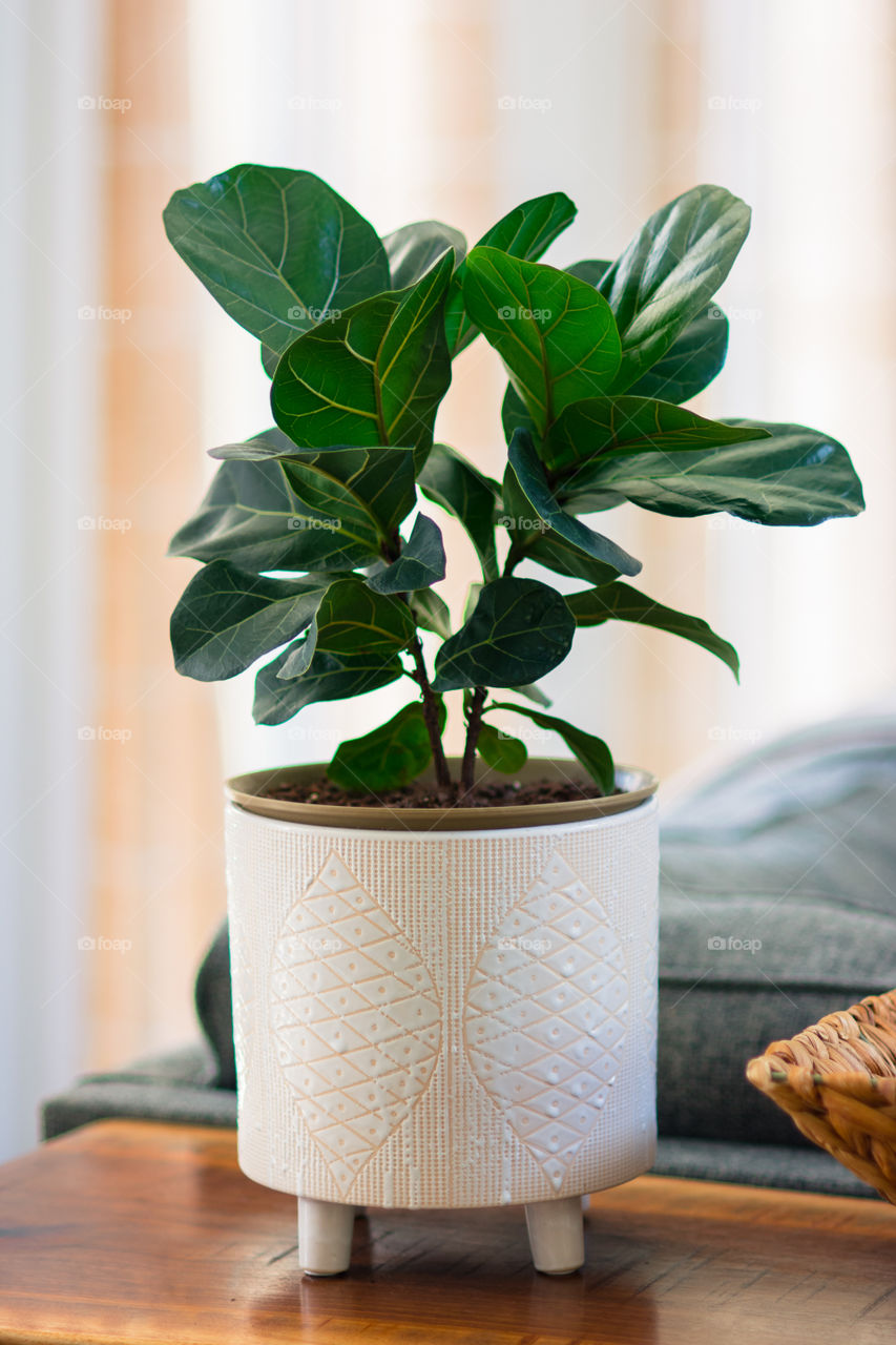 Fiddle Leaf Fig Plant in White Pot