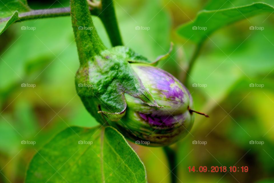 Eggplant