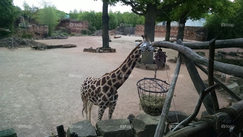 Giraffe