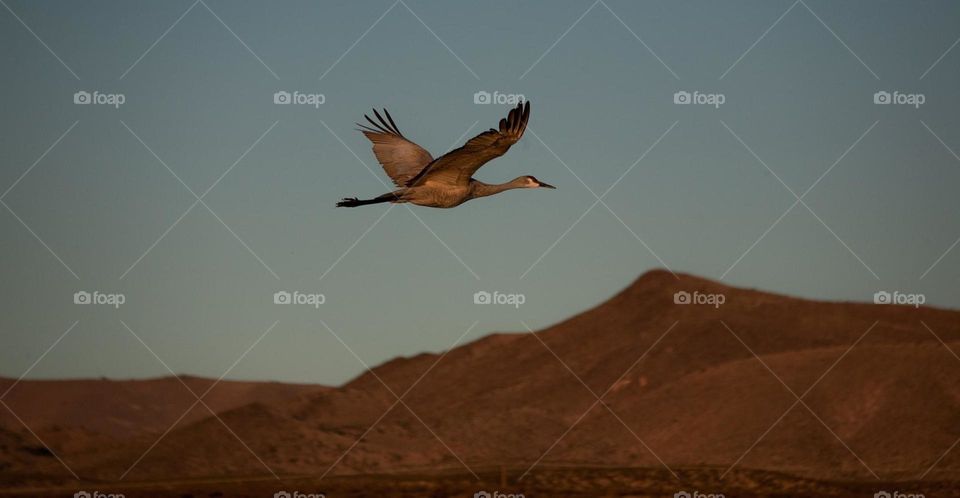 Sand hills crane (Antigone canadensis) flying over Rio Grande’s meadow