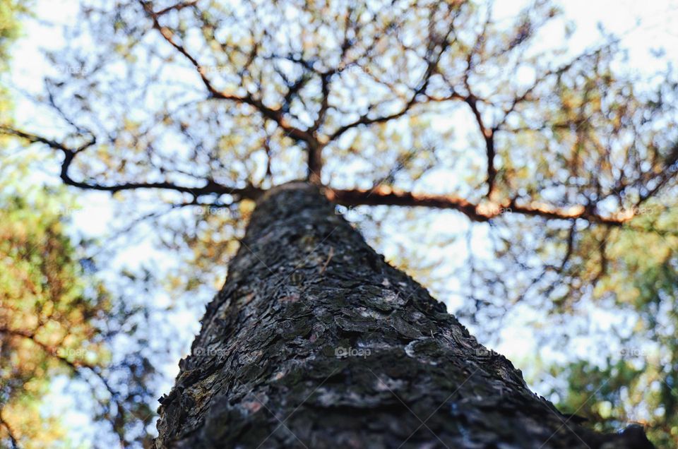 Tree trunk close-up. Natural landscape and beauty. Blue sky.