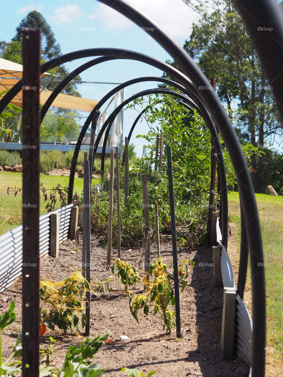 Vegetable garden