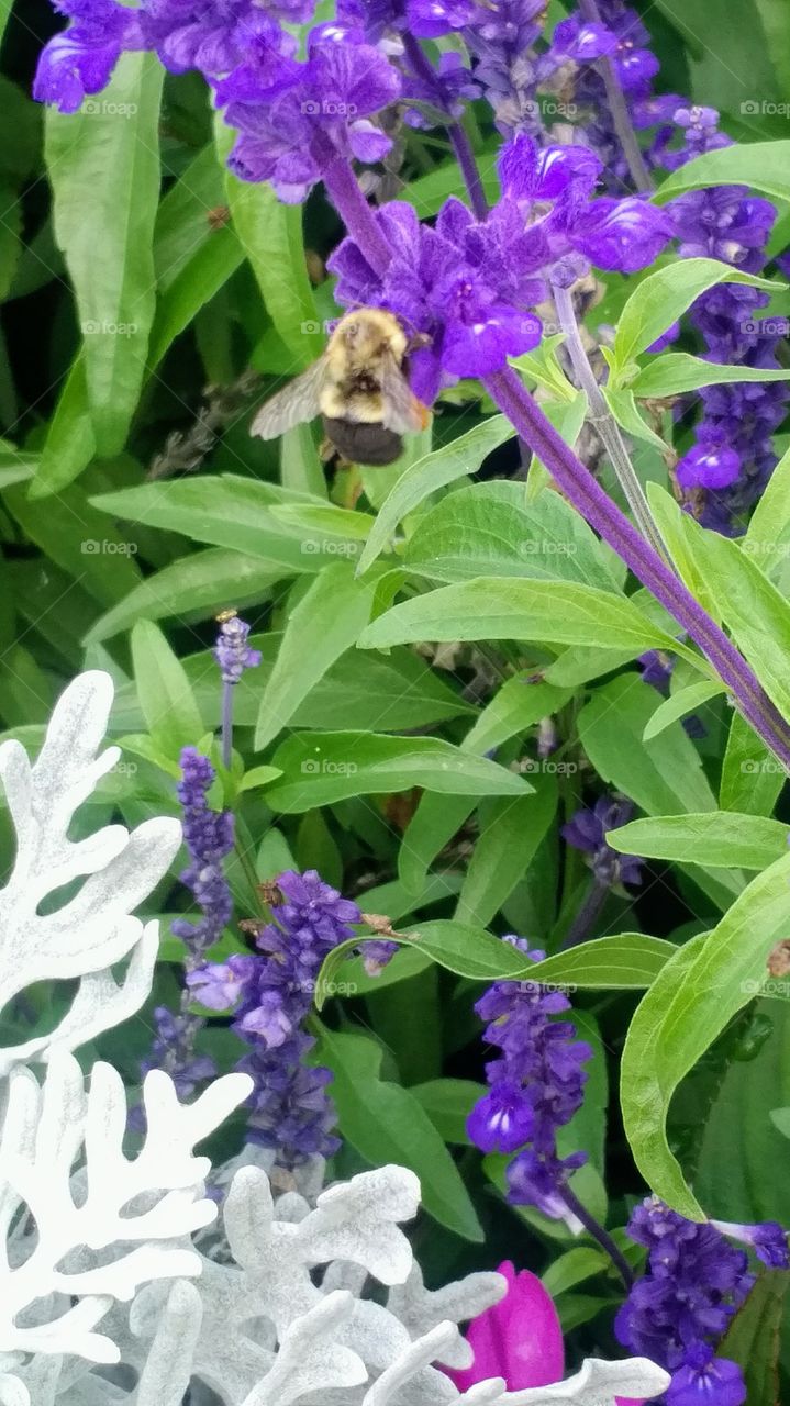 Bee enjoying a purple flower.