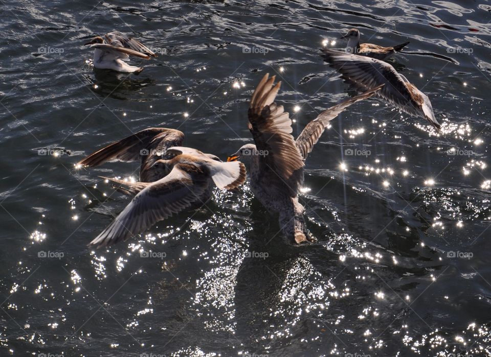 Bird, Water, Wildlife, Ocean, Sea