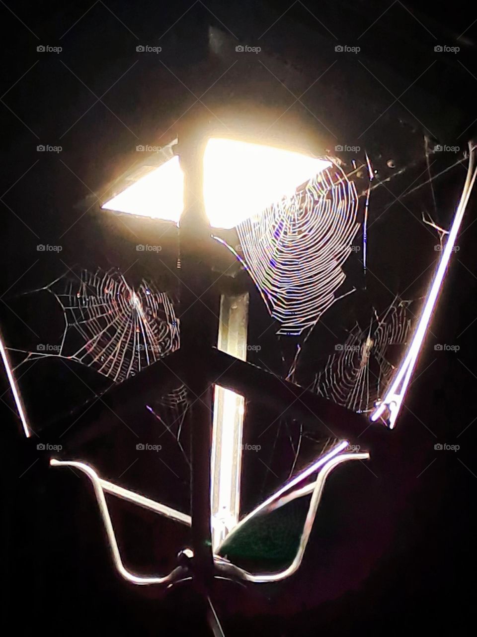 projecting Spider webs