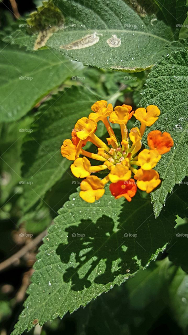 flower that grows in Texas heat