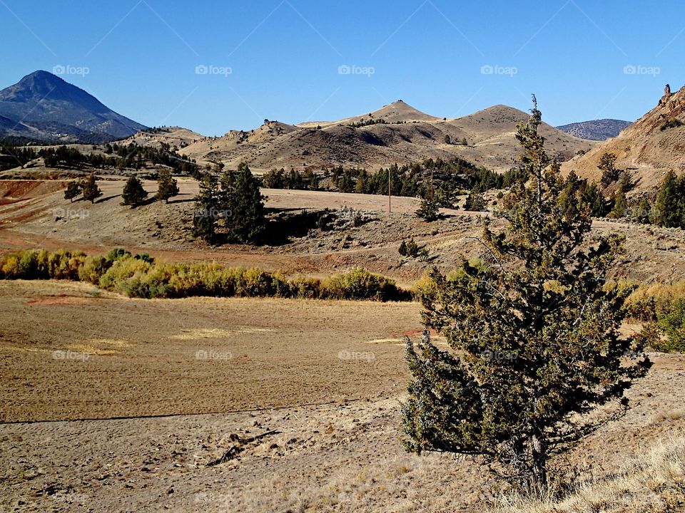 Juniper trees on the edge of hayfields with hills in the background on a sunny fall day in Eastern Oregon. 