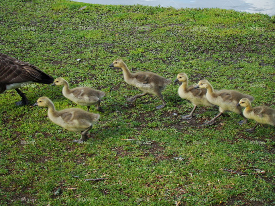 geese babies