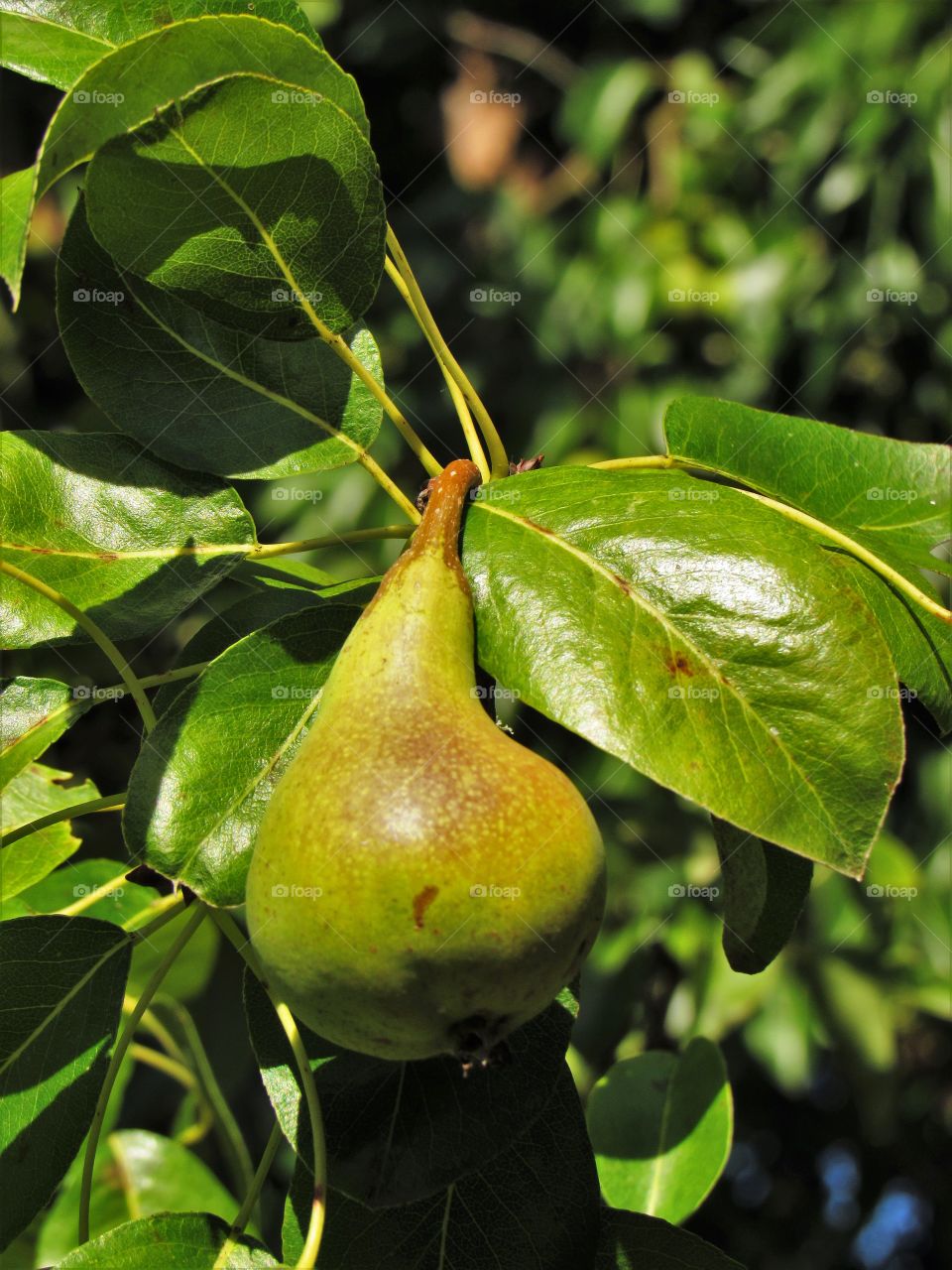 Fruits