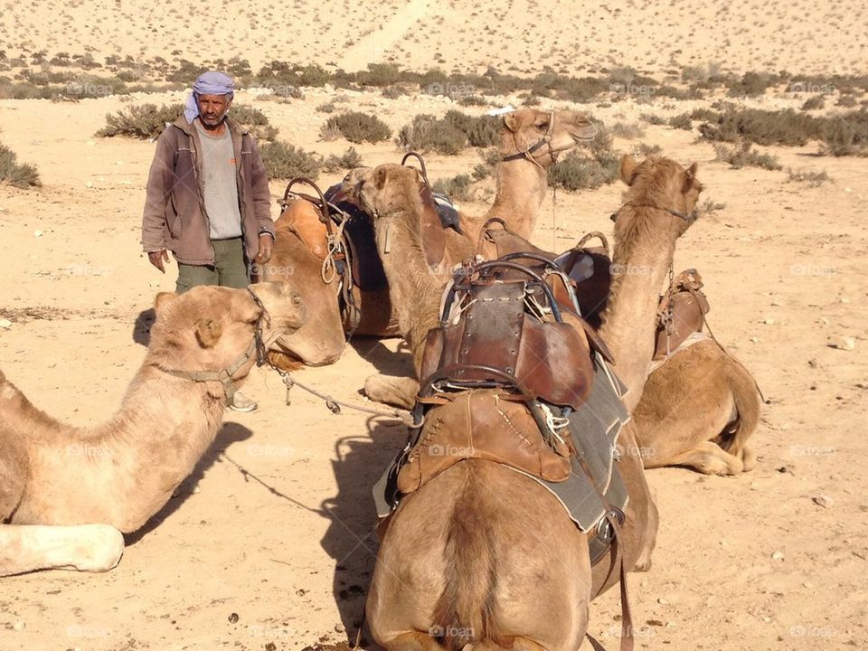 Camel safari