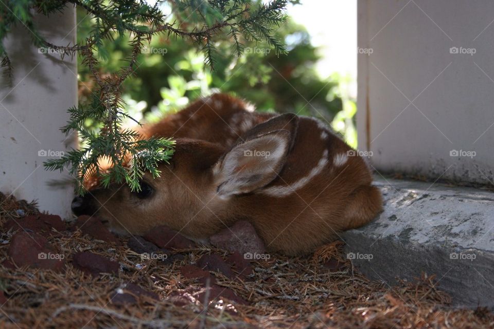 High angle view of fawn