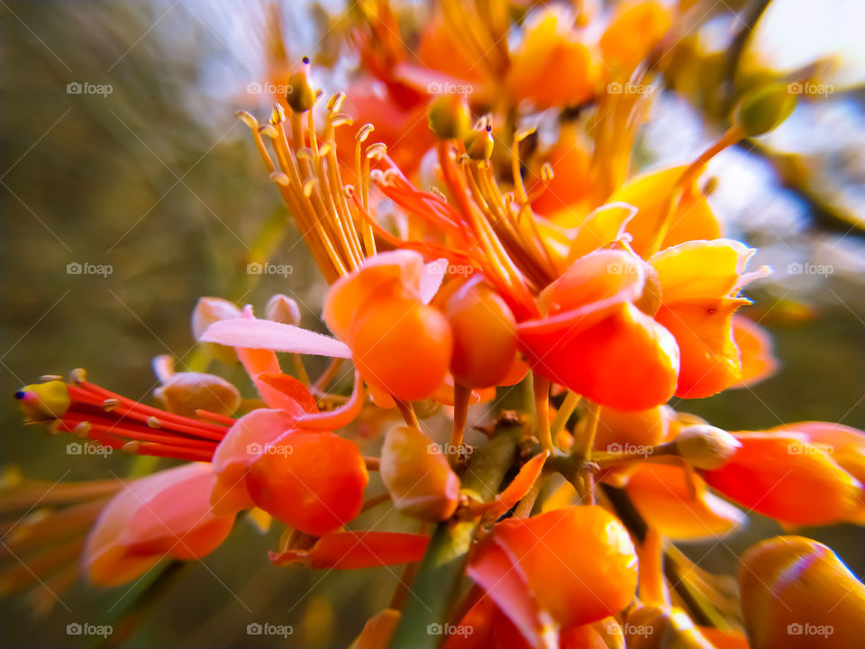 Beautiful flowers of capparis decidua bloom in summer