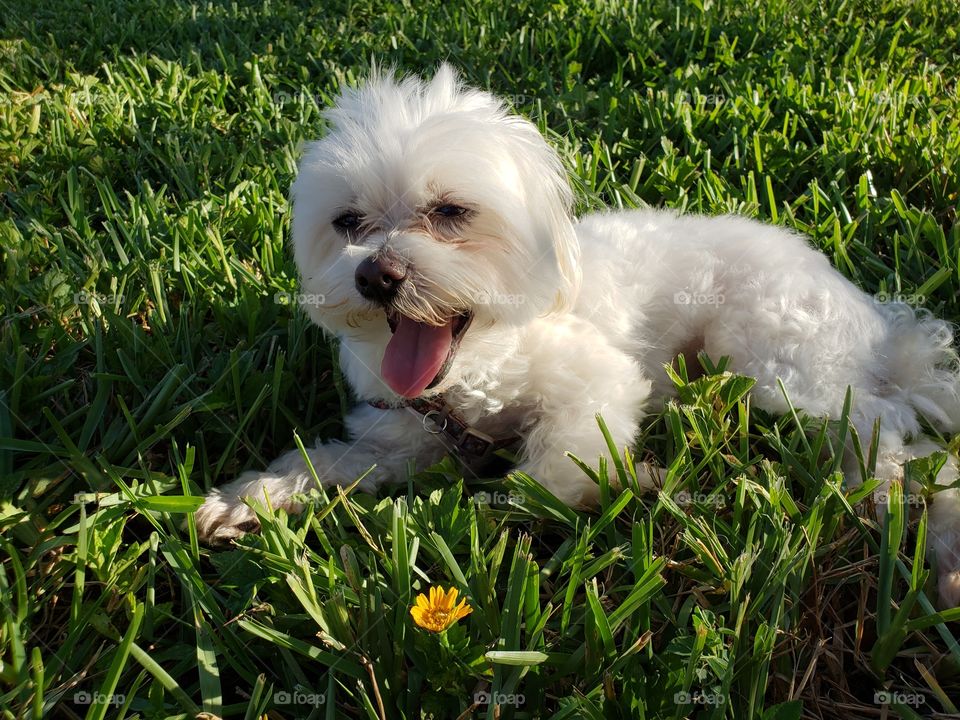 Maltese,  small breed
