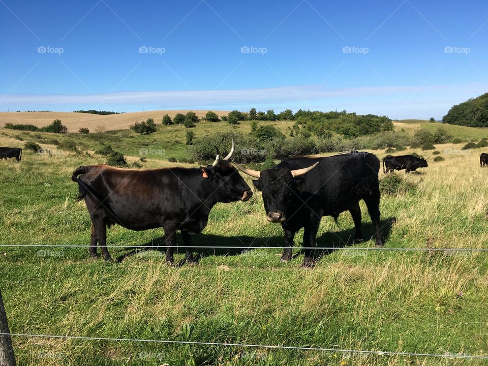 Cows in Lejre, Denmark