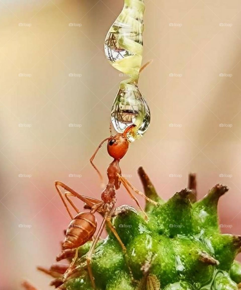 ants are drinking