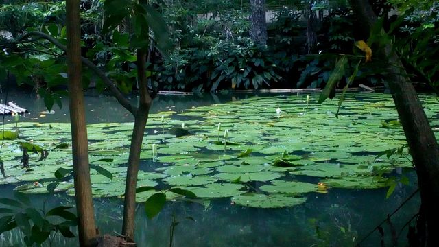 plantas aquáticas