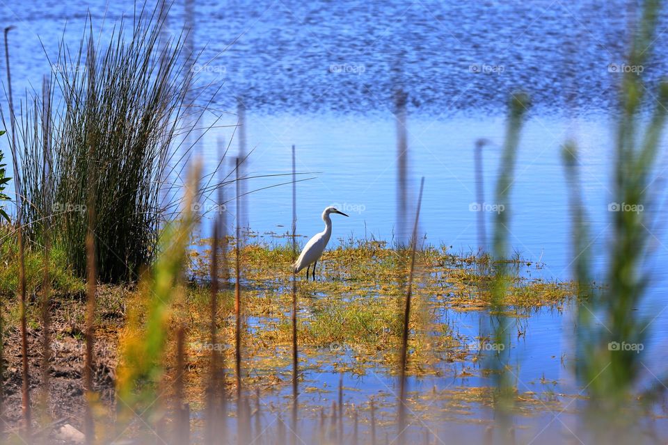 Sneaking up on him. These birds are very skittish so have to get low and sneak up on them to get a shot before they fly away! 