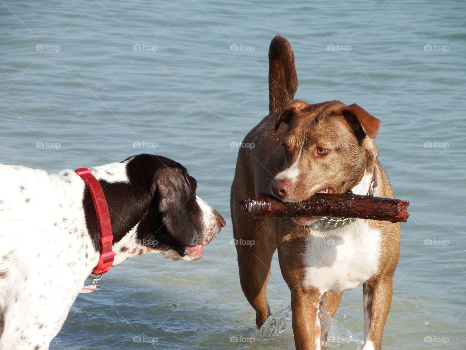 Summertime at dog beach 