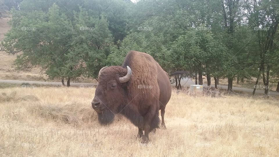 Bison