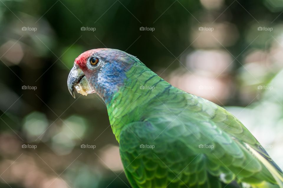 Parrot