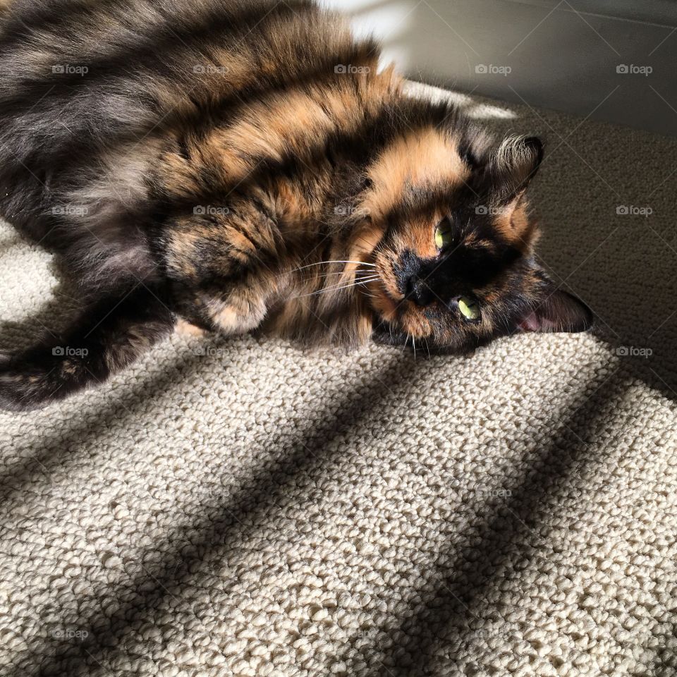 Kitty found the light 