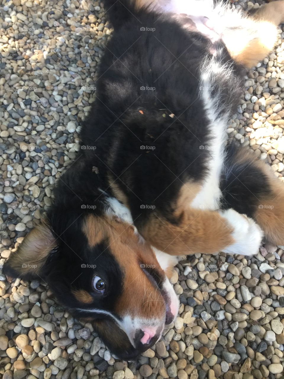Bernese Mountain dog puppy having a roll in the rocks!