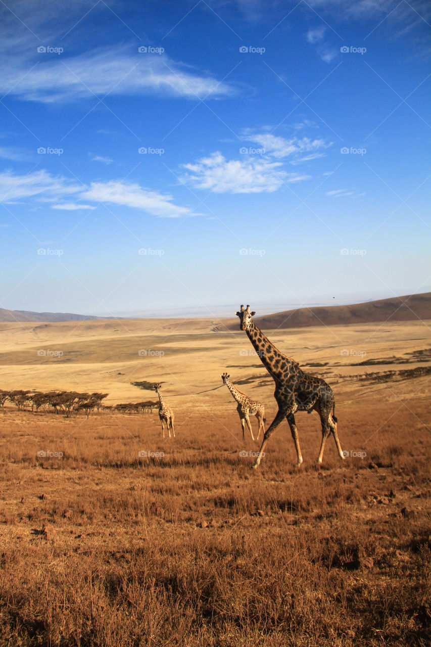 Giraffe in ngorongoro