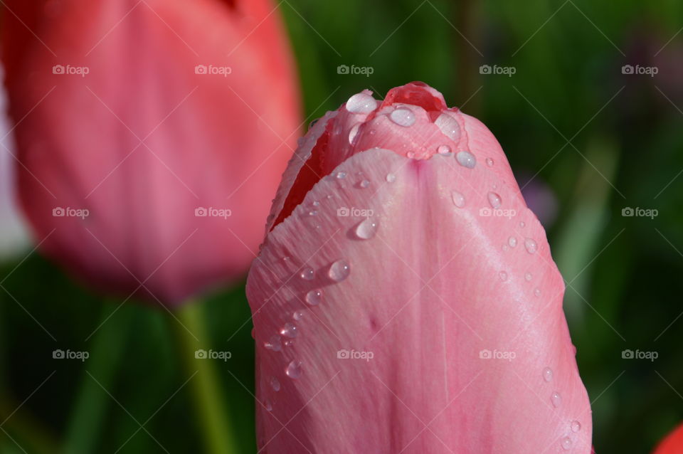 Dewdrops on flower