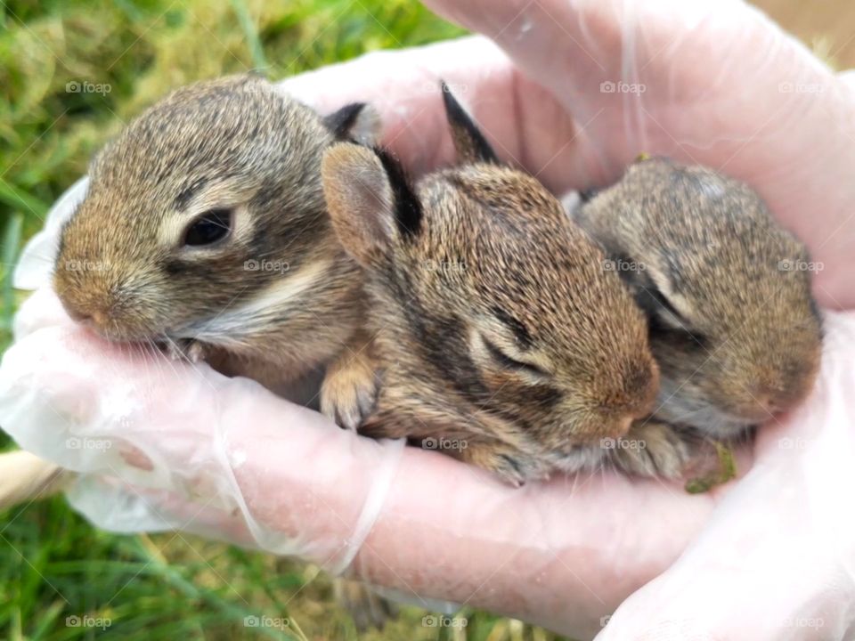 Baby Bunny Season