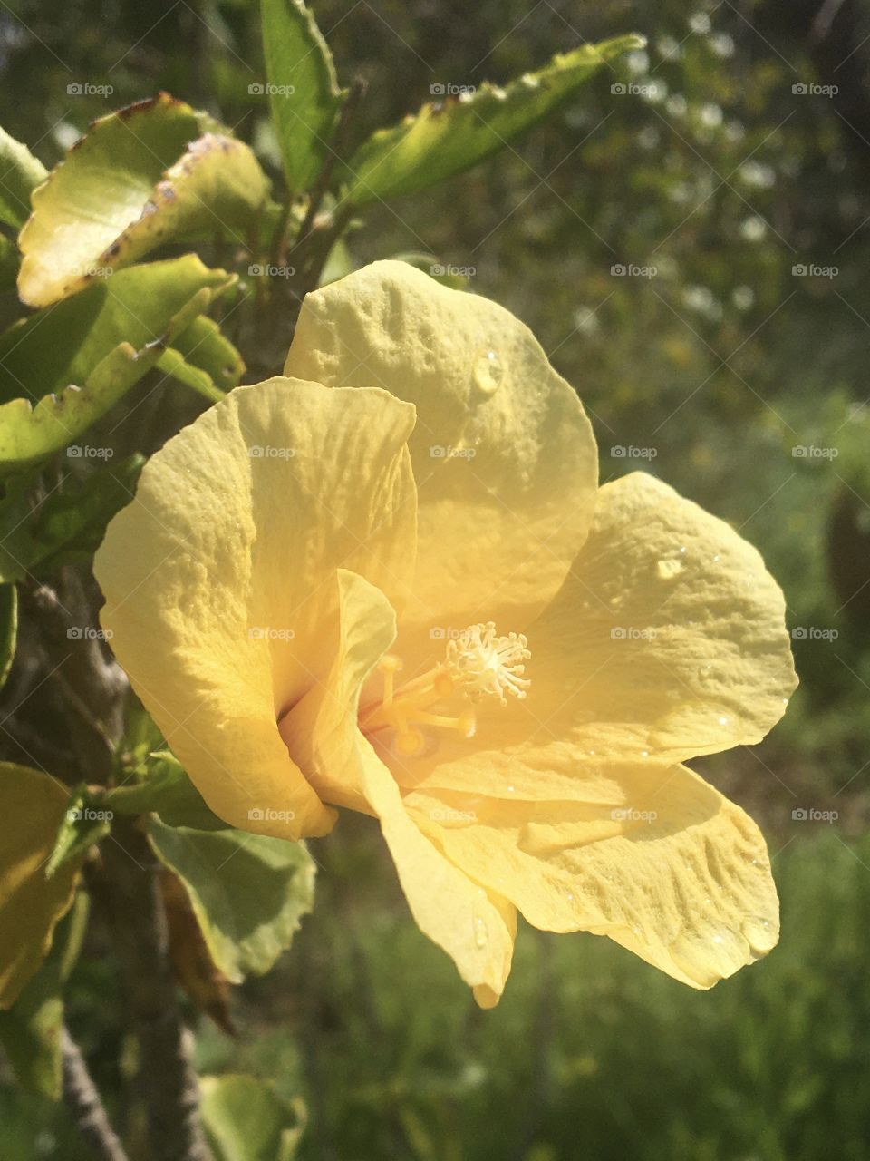 First yellow hibiscus of the year