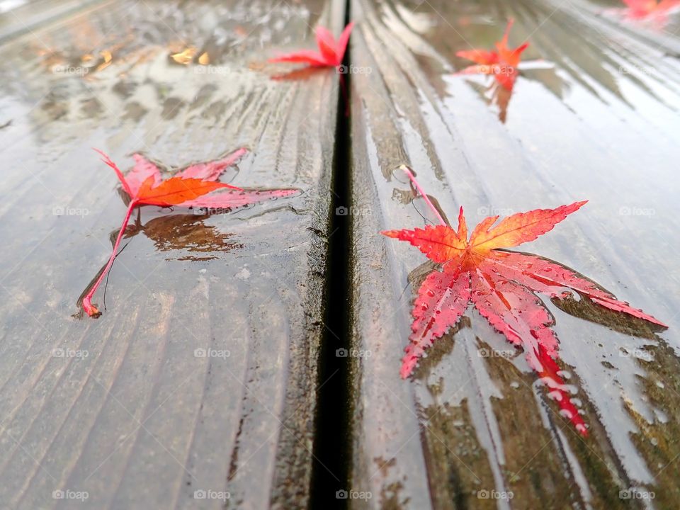 Fall leaves