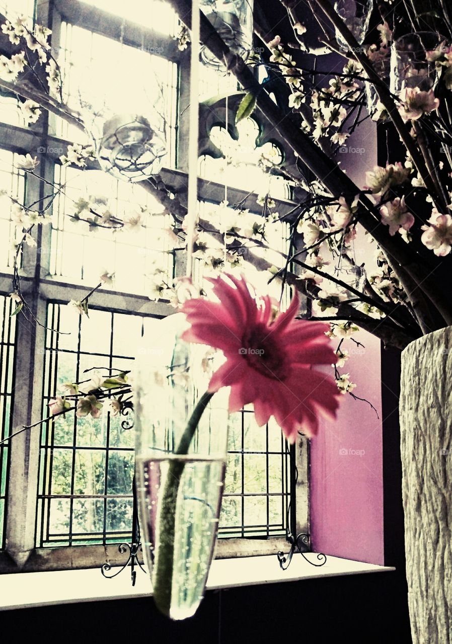Flower, Window, No Person, Decoration, Color
