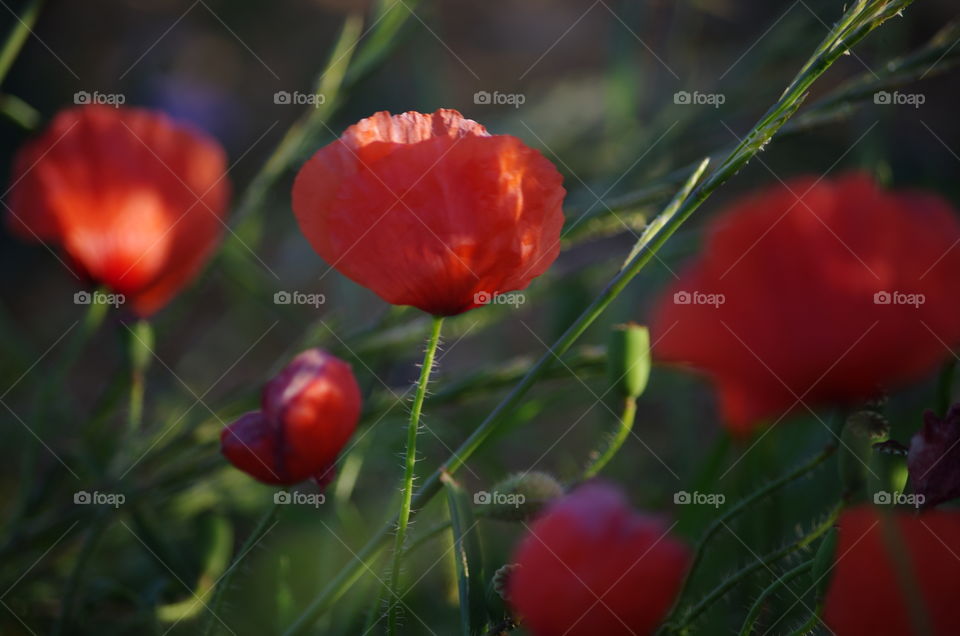 red poppy fields