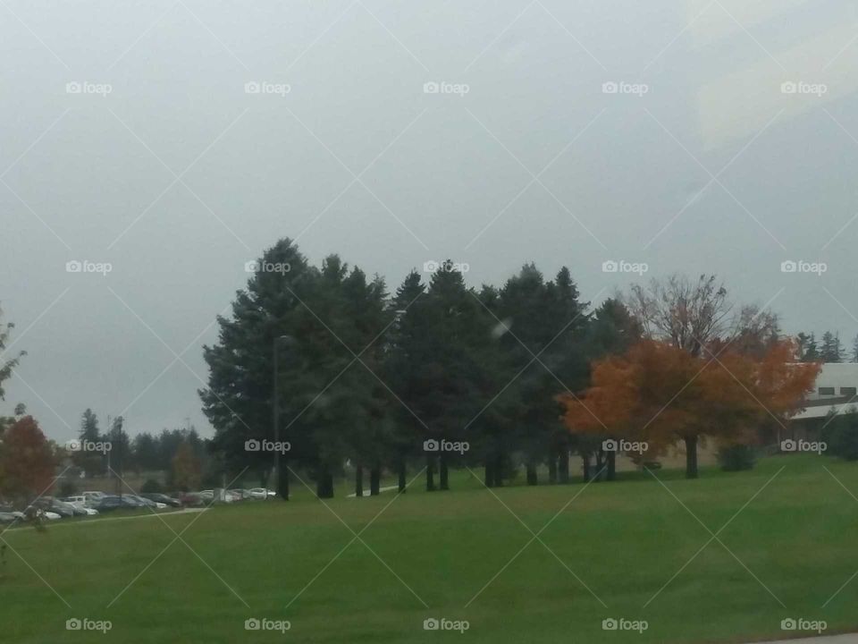 fall row trees colors fall