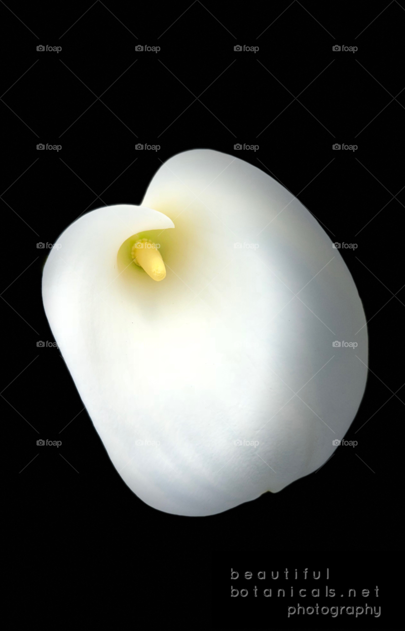 Beautiful Botanicals Stunning and Simplistic Cala Lily!