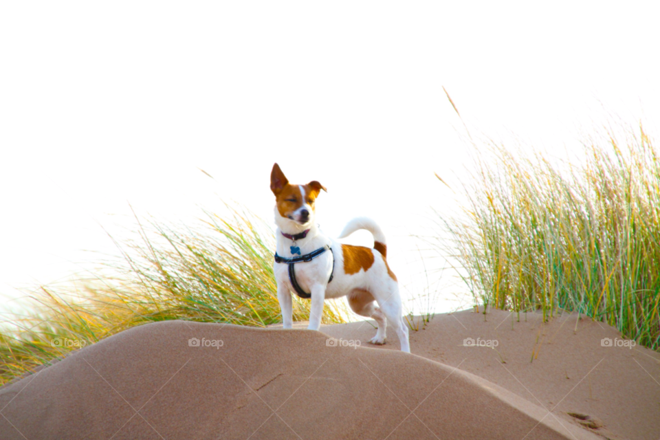 dunes terrier sand dunes dog on the beach by gbp